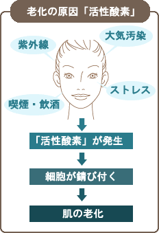 老化の原因活性酸素