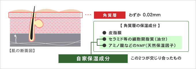 角質層の自家保湿成分について